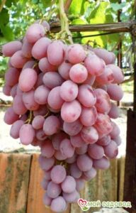 Виноград Тайфи розовый в Южно-Сахалинске
