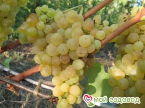 Виноград Лорус в Южно-Сахалинске