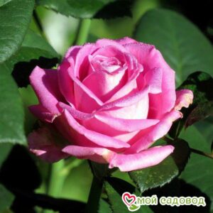 Роза чайно-гибридная Аква в Южно-Сахалинске