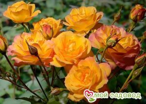 Роза Сахара в Южно-Сахалинске
