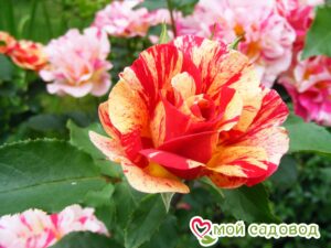 Роза Эдгар Дега в Южно-Сахалинске