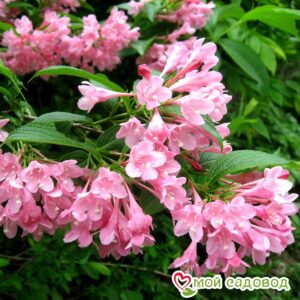 Вейгела цветущая “Розеа” в Южно-Сахалинске