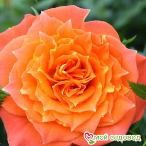 Роза Мандарин в Южно-Сахалинске