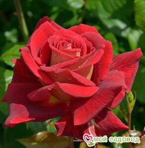 Роза чайно-гибридная Клеопатра в Южно-Сахалинске