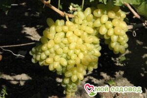 Виноград Столетие в Южно-Сахалинске