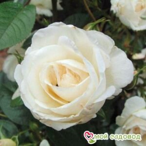 Роза Спрей белый в Южно-Сахалинске