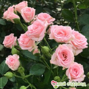Роза спрей Лидия в Южно-Сахалинске