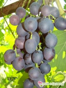 Виноград Астра в Южно-Сахалинске