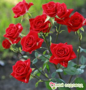 Роза спрей Мирабель в Южно-Сахалинске