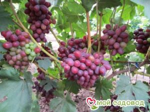 Виноград Фаэтон в Южно-Сахалинске