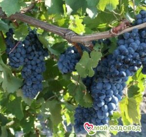 Виноград Рубиновый Магарача в Южно-Сахалинске