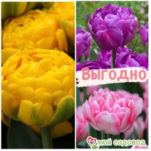 Красота в тройной выгоде! Только для любителей тюльпанов! в Южно-Сахалинске