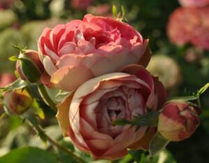 Роза Акрополис в Южно-Сахалинске