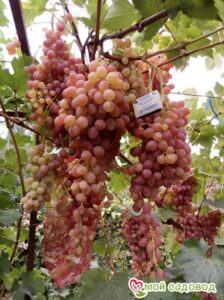 Виноград Лучистый в Южно-Сахалинске