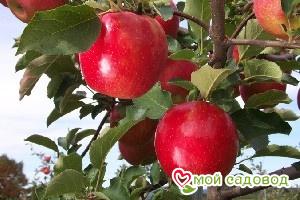 Яблоня Джонаголд в Южно-Сахалинске