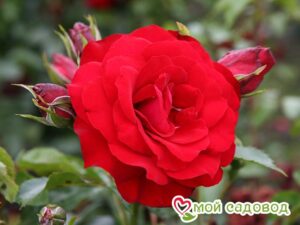 Роза Ротер Драх (Красный Дракон) в Южно-Сахалинске