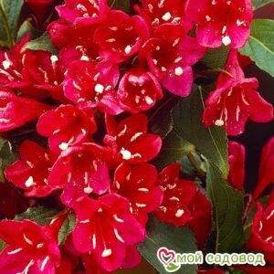 Вейгела цветущая “Ред Принц” в Южно-Сахалинске