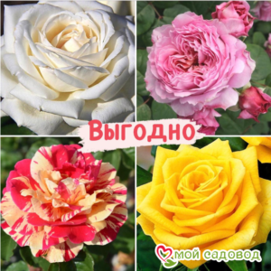 Набор Чайно-гибридные розы! в Южно-Сахалинске