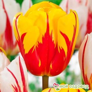 Тюльпан Триумф Холланд Куин в Южно-Сахалинске