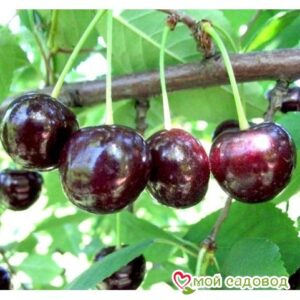 Саженцы вишни – Чудо-вишня в Южно-Сахалинске