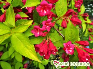 Вейгела цветущая “Рубидор” в Южно-Сахалинске
