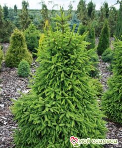 Ель обыкновенная (Picea abies) в Южно-Сахалинске