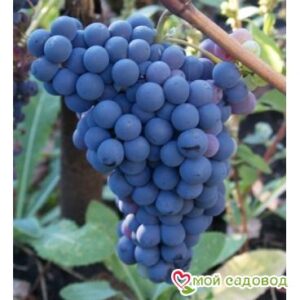 Виноград Чёрный Изумруд в Южно-Сахалинске