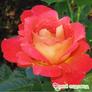 Роза Декор Арлекин в Южно-Сахалинске