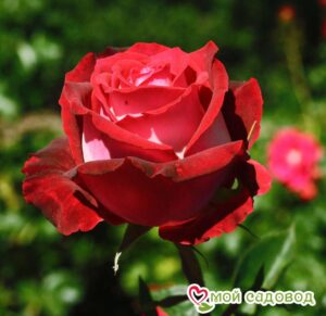 Роза чайно-гибридная Николь в Южно-Сахалинске