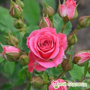 Роза Спрей розовый в Южно-Сахалинске
