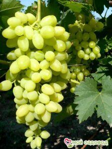 Виноград Осенний крупноплодный в Южно-Сахалинске