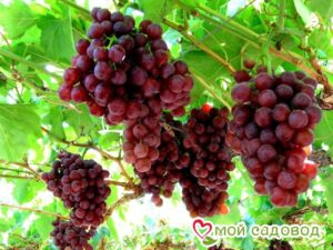 Виноград Руби сидлис в Южно-Сахалинске