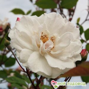 Роза Белый каскад в Южно-Сахалинске