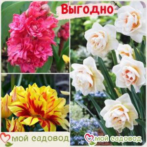 Весенний набор луковичных цветов в Южно-Сахалинске