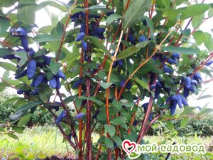 Жимолость Медовая ягода в Южно-Сахалинске