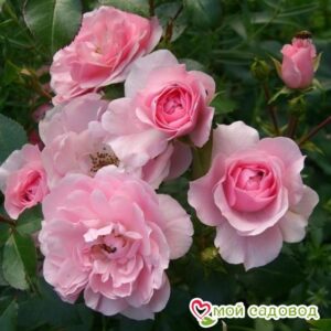 Роза полиантовая Bonica (Боника) в Южно-Сахалинске