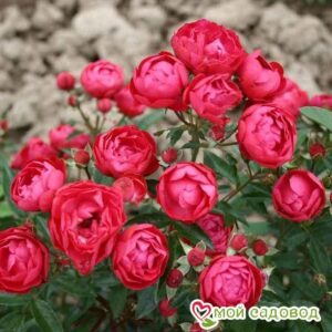 Роза полиантовая Морздаг Ред (Morsdag Red) в Южно-Сахалинске