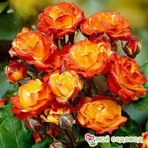Роза полиантовая Румба (Rumba) в Южно-Сахалинске