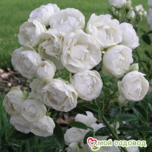 Роза полиантовая Морздаг Уайт (Morsdag White) в Южно-Сахалинске